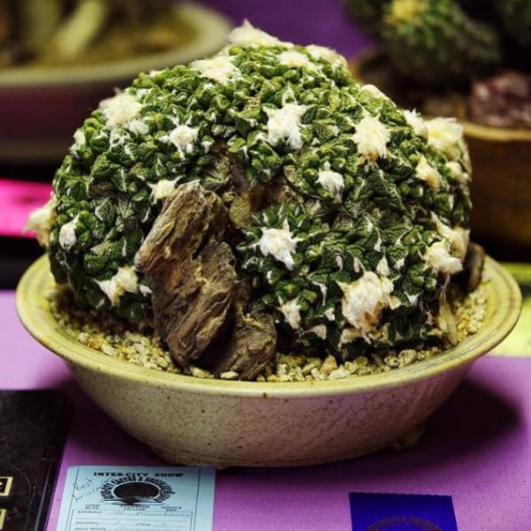 Name:  Ariocarpus fissuratus, Best Ariocarpus, William M (600 x 600).jpg
Views: 248852
Size:  62.7 KB