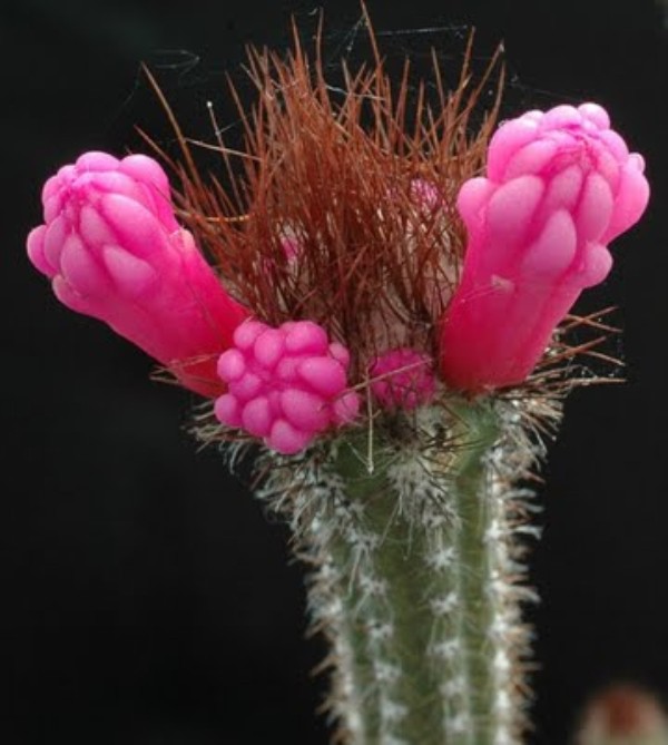 Name:  Arrojadoa_rhodantha KYNK (600 x 669).jpg
Views: 249077
Size:  67.0 KB