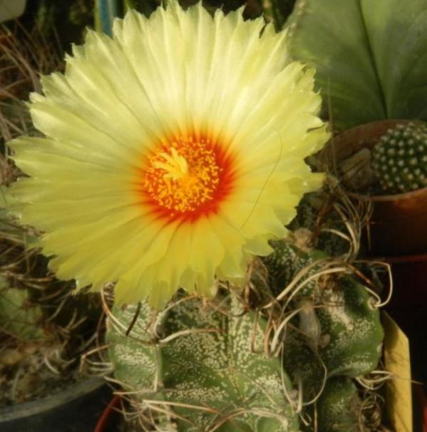 Name:  Astrophytum crassispinoides1 (600 x 607).jpg
Views: 247119
Size:  46.3 KB