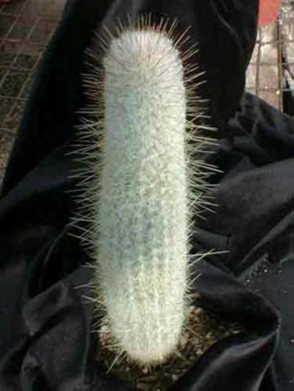 Name:  Austrocephalocereus_dybowskii (600 x 796).jpg
Views: 246918
Size:  47.7 KB
