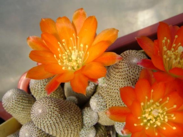 Name:  Aylostera (Rebutia) heliosa1 (600 x 450).jpg
Views: 245466
Size:  59.3 KB