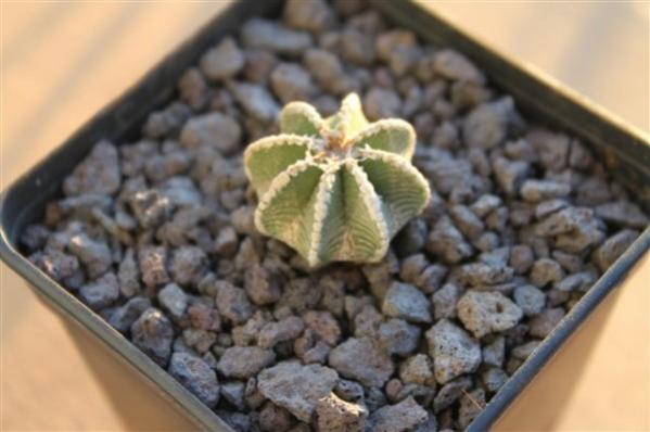 Name:  aztekium (600 x 399).jpg
Views: 242810
Size:  32.4 KB