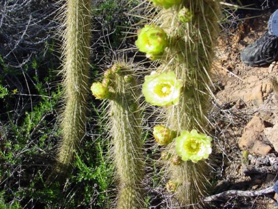 Name:  Bergerocactus (600 x 450).jpg
Views: 243171
Size:  71.4 KB