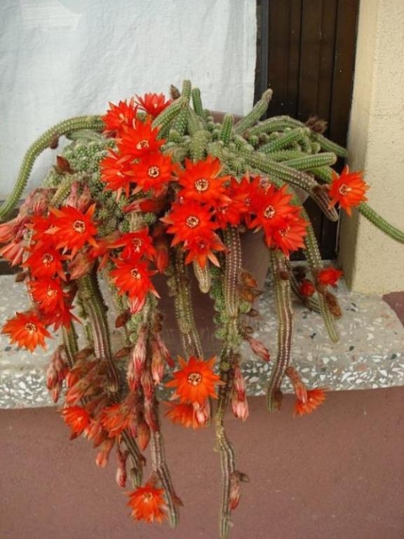 Name:  chamaecereus (600 x 800).jpg
Views: 243779
Size:  66.3 KB