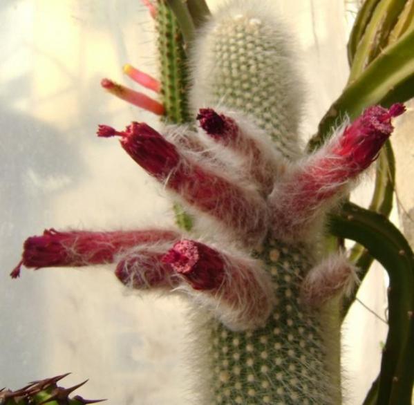 Name:  Cleistocactus straussii1 (600 x 587).jpg
Views: 238320
Size:  41.3 KB