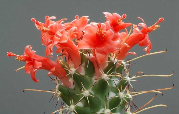 Name:  Cochemiea poselgeri (600 x 381).jpg
Views: 238606
Size:  50.7 KB