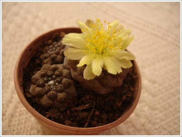 Name:  copiapoa (600 x 452).jpg
Views: 237354
Size:  50.0 KB
