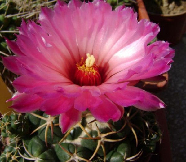 Name:  Coryphantha_elephantidens1 (600 x 524).jpg
Views: 237996
Size:  67.2 KB