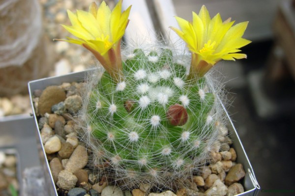 Name:  dolichothele (600 x 400).jpg
Views: 236783
Size:  66.4 KB