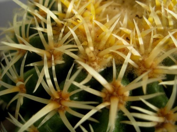Name:  echinocactus (600 x 450).jpg
Views: 235886
Size:  68.5 KB