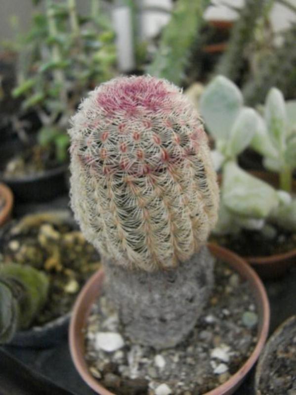 Name:  echinocereus (600 x 800).jpg
Views: 234017
Size:  53.0 KB