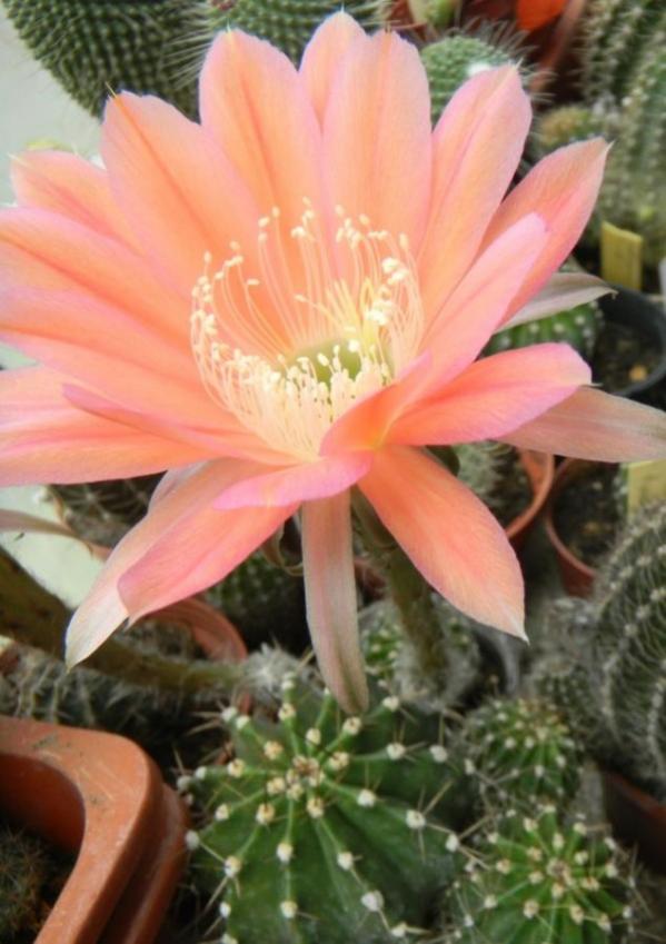 Name:  Echinopsis pisco (600 x 850).jpg
Views: 234890
Size:  60.0 KB