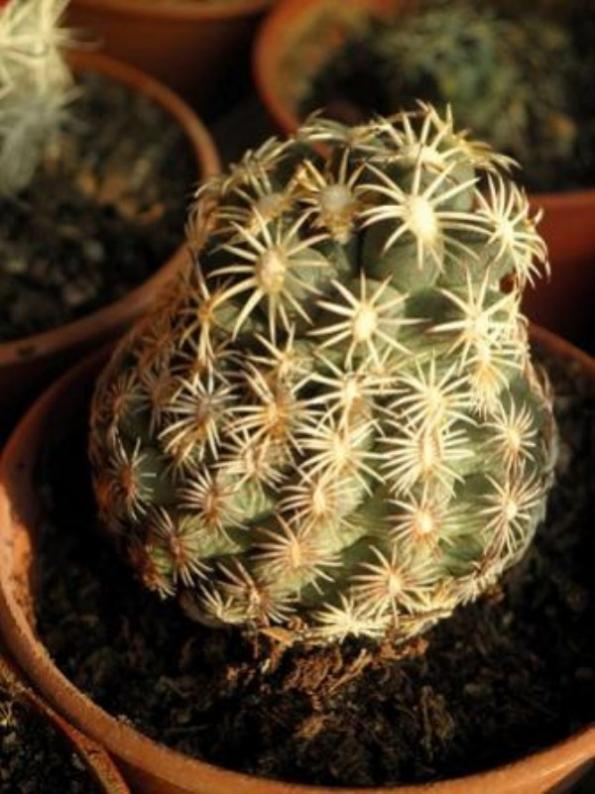 Name:  escobaria (600 x 801).jpg
Views: 232024
Size:  63.6 KB