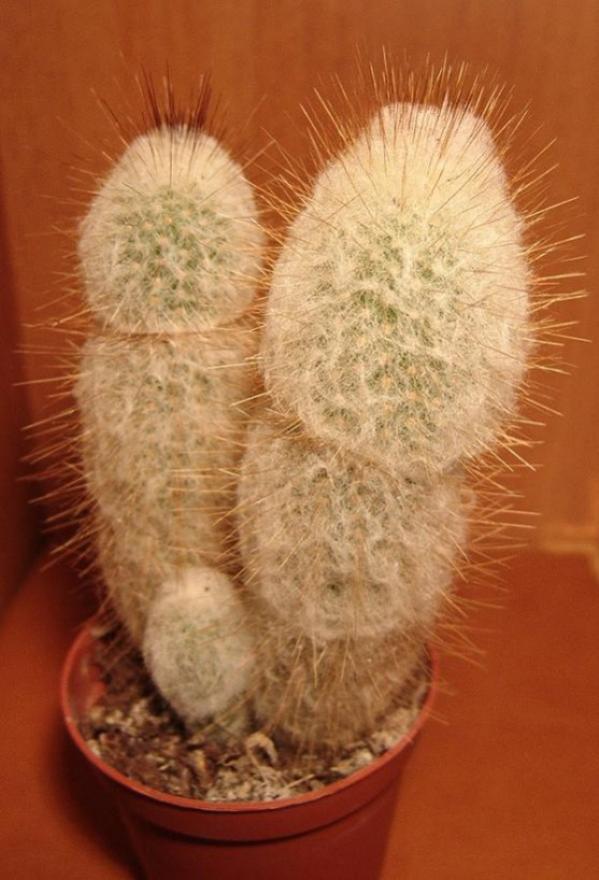 Name:  espostoa melanostele (600 x 881).jpg
Views: 231420
Size:  62.9 KB
