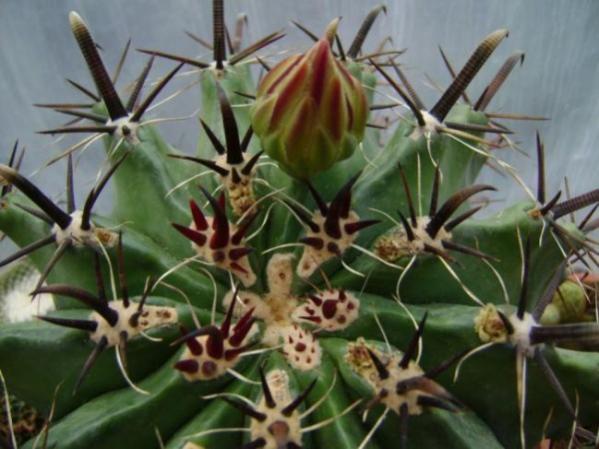Name:  ferocactuslatispinus1 (600 x 450).jpg
Views: 230434
Size:  42.3 KB