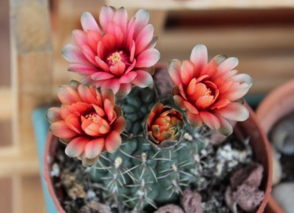 Name:  gymnocalycium (600 x 435).jpg
Views: 231566
Size:  54.5 KB