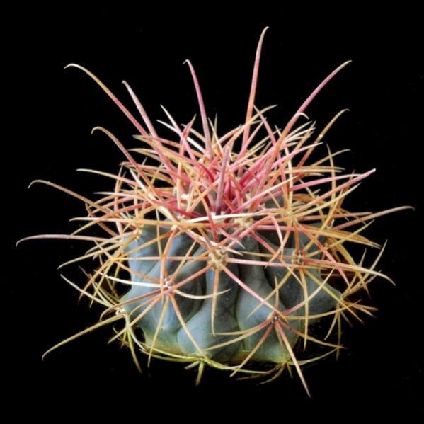 Name:  hamatocactus-hamatocanthus (600 x 600).jpg
Views: 228579
Size:  44.8 KB