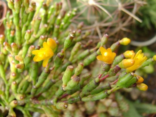 Name:  Hatiora salicornioides2 (600 x 450).jpg
Views: 229684
Size:  64.5 KB