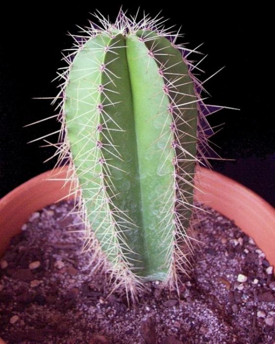 Name:  Isolatocereus dumortieri01 (600 x 750).jpg
Views: 229249
Size:  66.9 KB