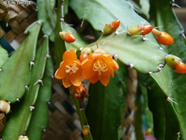 Name:  Lepismium-monacanthum-Rhipsalis-monacantha-2-Lepismium (600 x 451).jpg
Views: 227722
Size:  59.4 KB