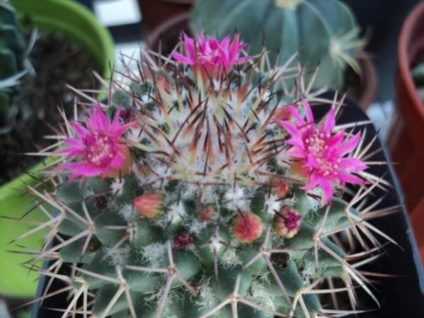 Name:  mammillaria (600 x 450).jpg
Views: 226872
Size:  45.0 KB