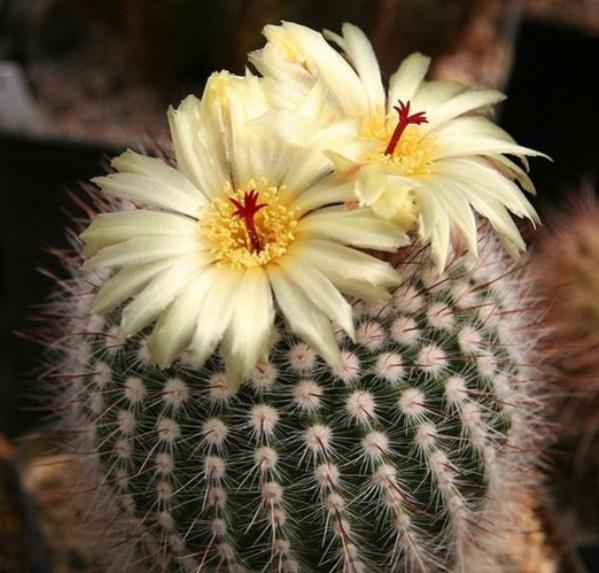 Name:  malacocarpus (600 x 574).jpg
Views: 231858
Size:  52.4 KB