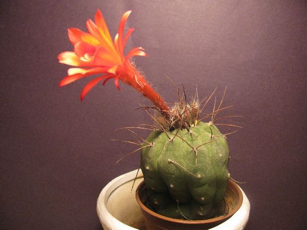 Name:  matucana (600 x 450).jpg
Views: 226326
Size:  61.5 KB