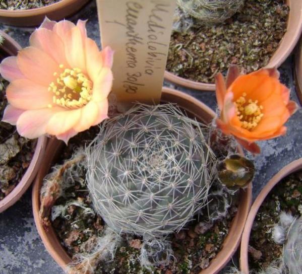 Name:  Mediolobivia euanthema2 (600 x 545).jpg
Views: 224621
Size:  63.4 KB
