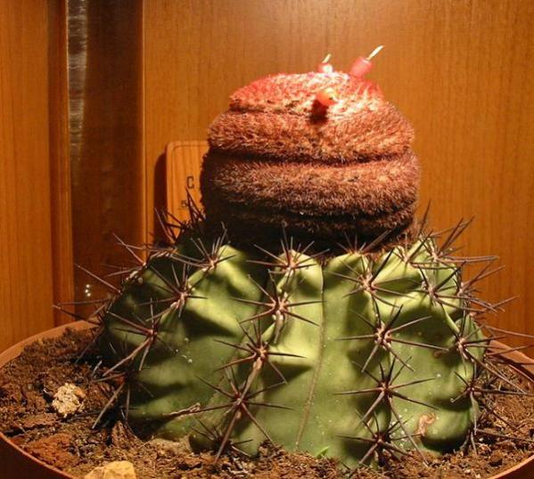 Name:  melocactus (600 x 539).jpg
Views: 223482
Size:  60.5 KB