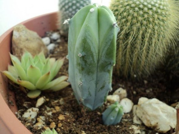 Name:  Myrtillocactus (600 x 450).jpg
Views: 225839
Size:  61.8 KB