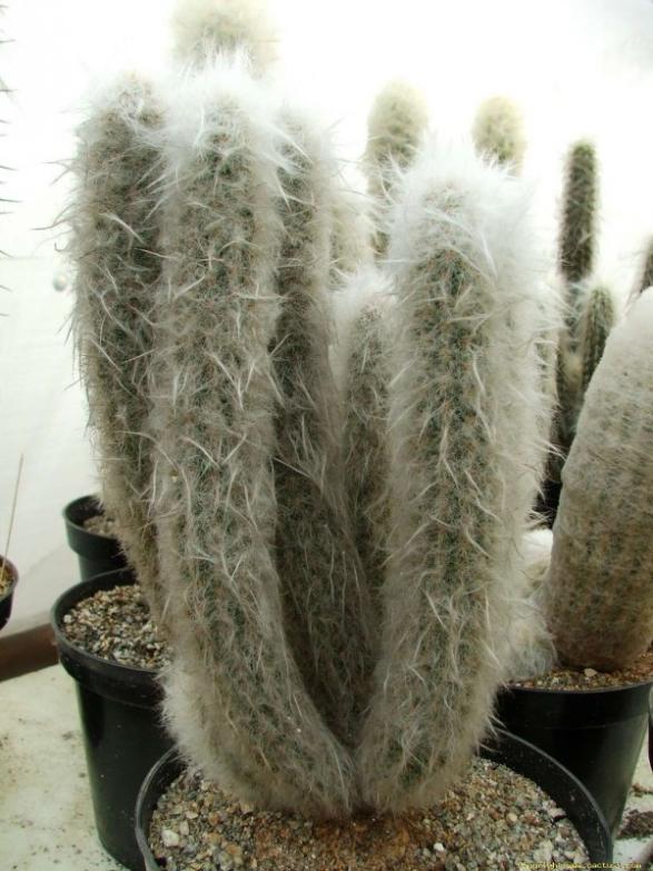 Name:  morawetzia_sericata_r (600 x 800).jpg
Views: 224018
Size:  66.6 KB