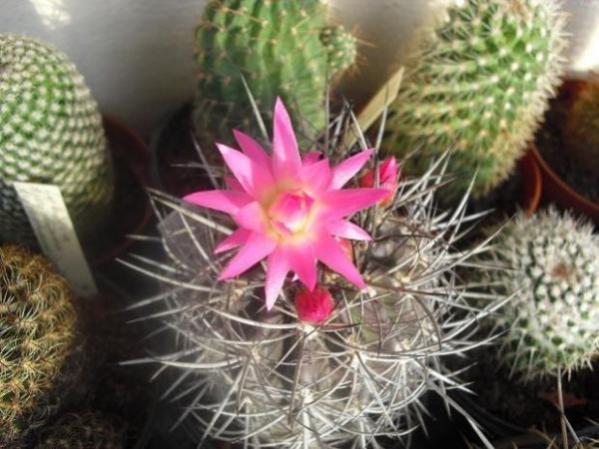 Name:  Neoporteria (600 x 450).jpg
Views: 223748
Size:  46.5 KB