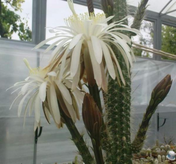 Name:  Nyctocereus_serpentinus_flower-Klimanov (600 x 559).jpg
Views: 222081
Size:  41.9 KB