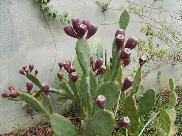 Name:  opuntia (600 x 450).jpg
Views: 221719
Size:  54.4 KB