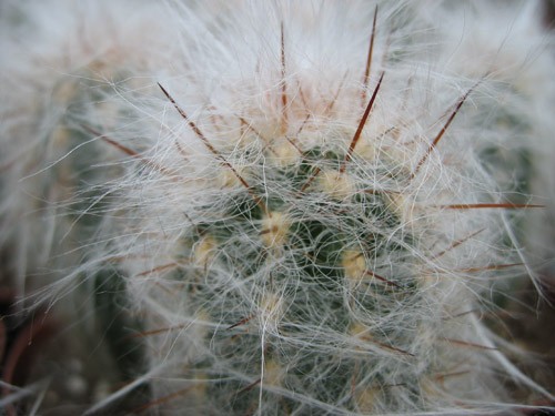 Name:  oreocereus_trolli_01 (500 x 375).jpg
Views: 222399
Size:  50.8 KB