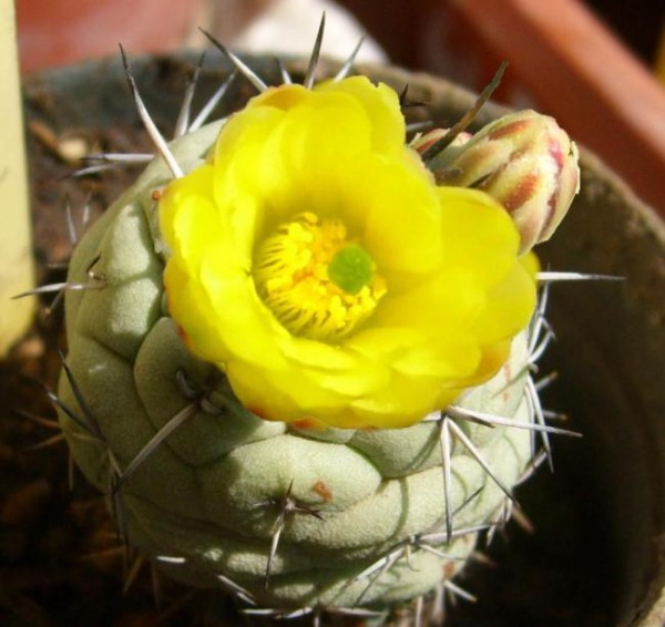 Name:  Ortegocactus_macdougallii (600 x 566).jpg
Views: 222238
Size:  63.9 KB