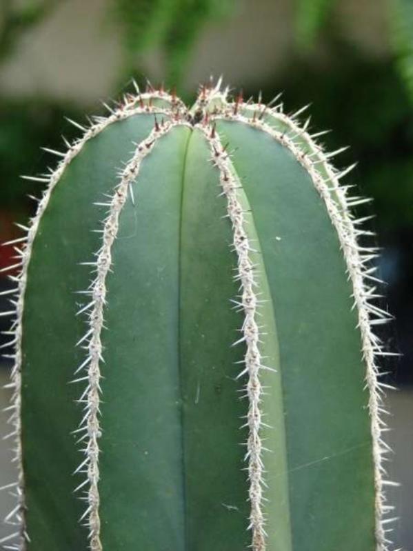 Name:  Pachycereus-marginatus (600 x 800).jpg
Views: 222088
Size:  48.1 KB
