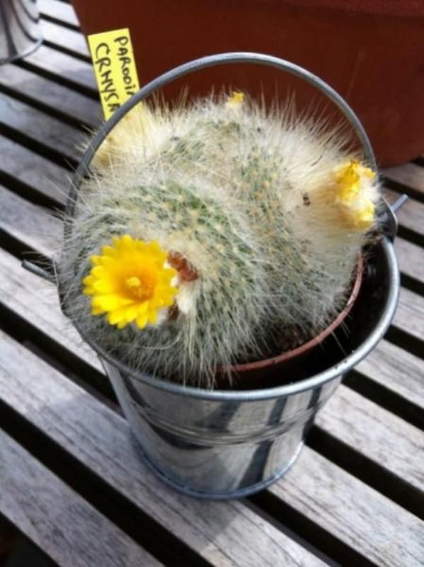 Name:  parodia (600 x 802).jpg
Views: 221792
Size:  62.3 KB