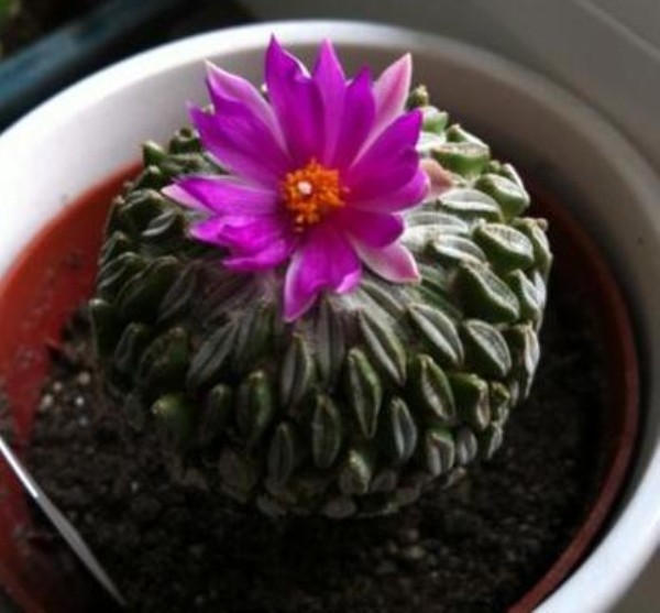 Name:  pelecyphora aselliformis (600 x 557).jpg
Views: 219831
Size:  66.2 KB