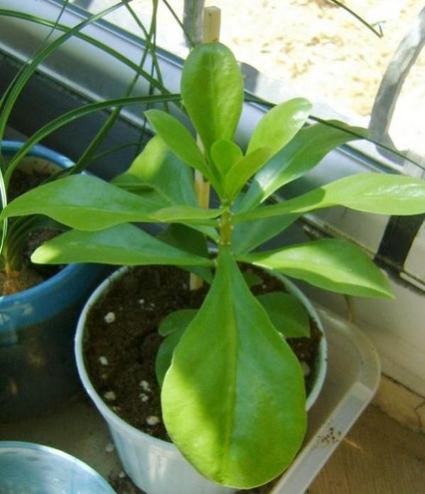 Name:  pereskia (600 x 698).jpg
Views: 219440
Size:  48.2 KB
