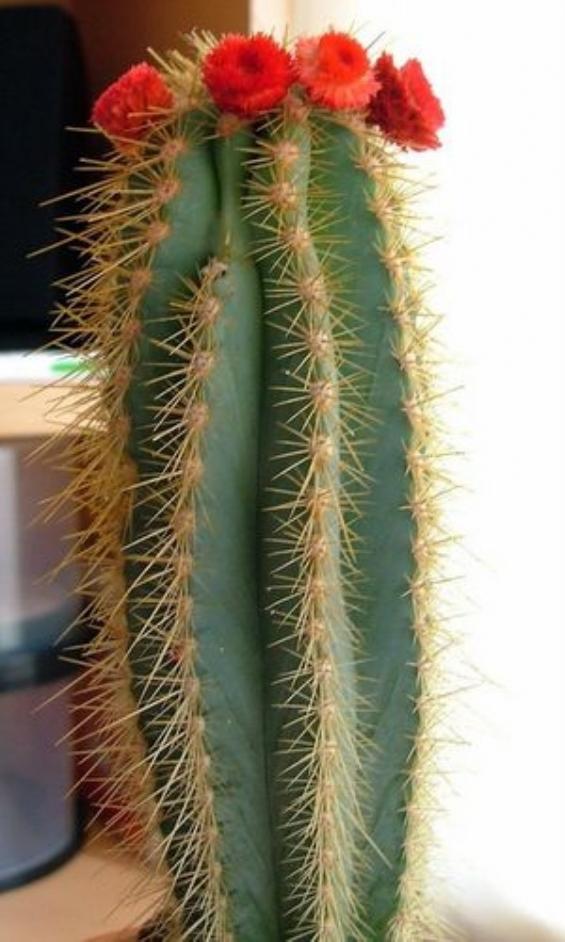 Name:  Pilosocereus2 (600 x 1000).jpg
Views: 220905
Size:  66.3 KB