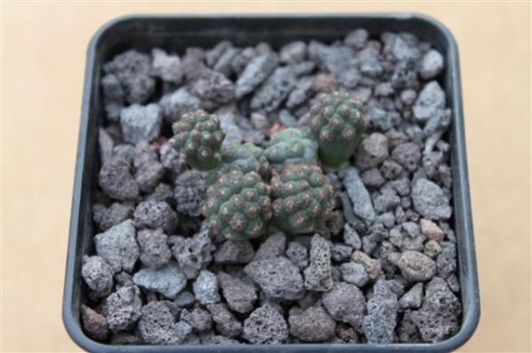 Name:  puna (600 x 399).jpg
Views: 217584
Size:  36.2 KB