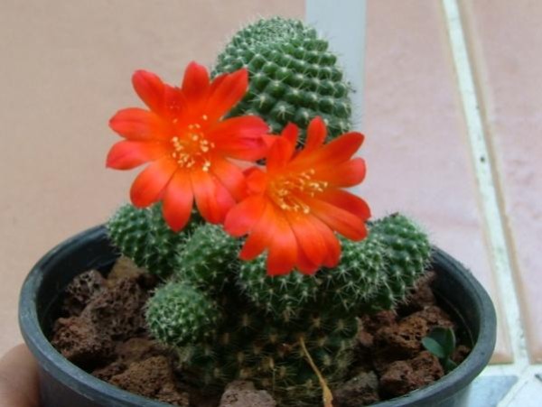 Name:  Rebutia - Temmuz 2008 (2) (600 x 451).jpg
Views: 218360
Size:  50.8 KB