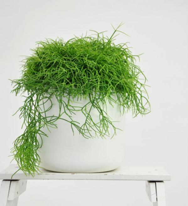 Name:  rhipsalis_rhipsalis-cassutha.1 (600 x 657).jpg
Views: 218767
Size:  41.7 KB