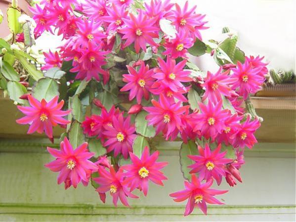 Name:  Rhipsalidopsis (600 x 450).jpg
Views: 217758
Size:  50.5 KB