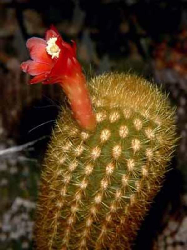 Name:  Seticereus_icosagonus___ (600 x 800).jpg
Views: 216358
Size:  52.7 KB