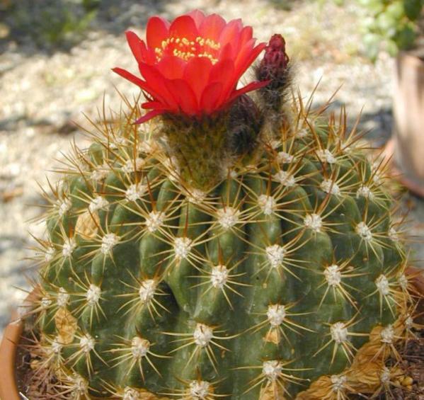 Name:  Soehrensia Bruchii (600 x 566).jpg
Views: 217356
Size:  64.5 KB