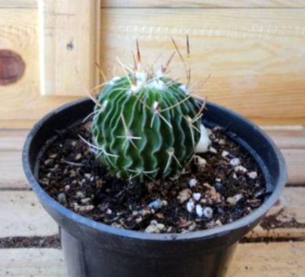 Name:  Stenocactus-002 (600 x 545).jpg
Views: 215223
Size:  38.7 KB