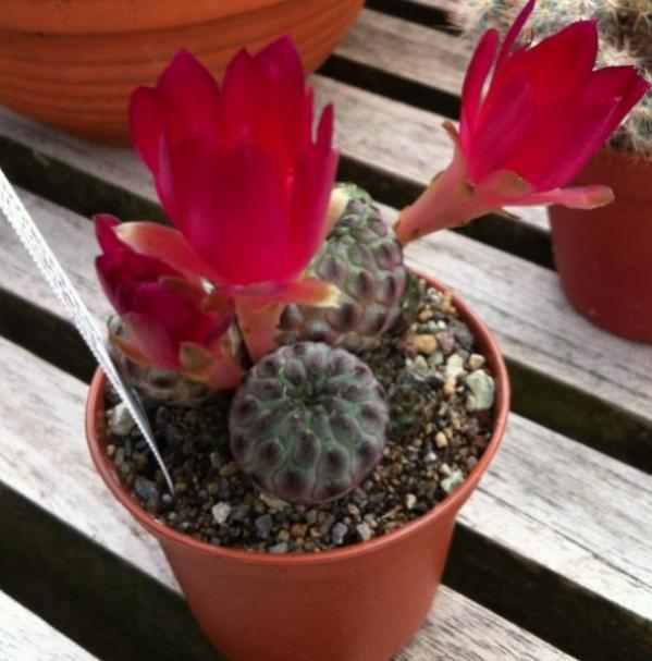 Name:  sulcorebutia (600 x 608).jpg
Views: 214350
Size:  45.0 KB