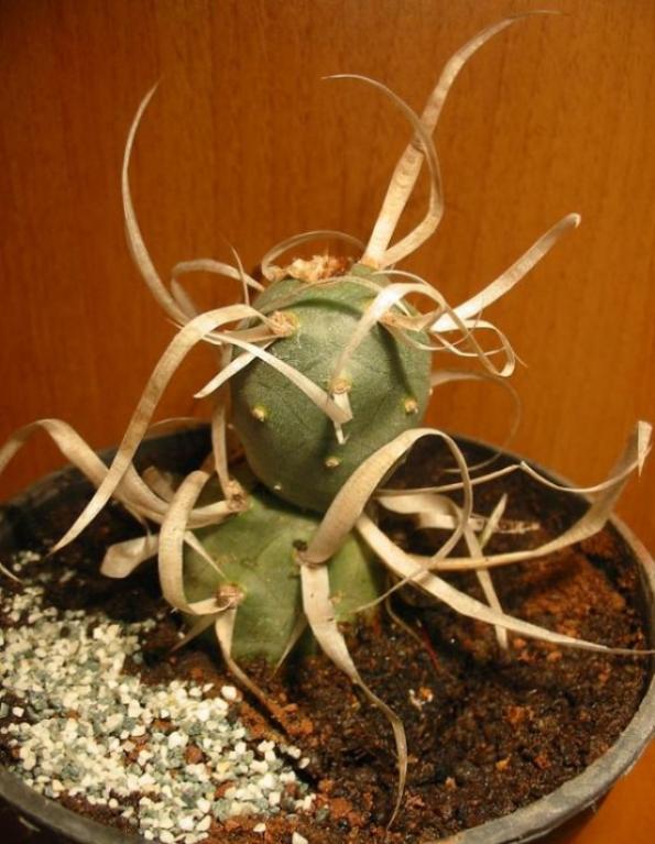 Name:  Tephrocactus articulatus var papyracanthus2 (600 x 774).jpg
Views: 216125
Size:  64.5 KB